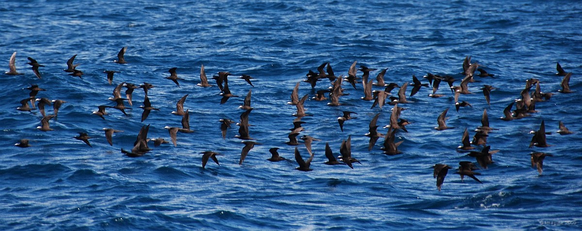 67- Noddis bruns en chasse dans le lagon sud.JPG